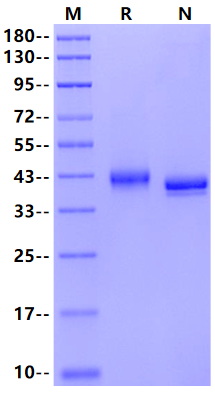 Nectin-4 His Tag Protein, Mouse