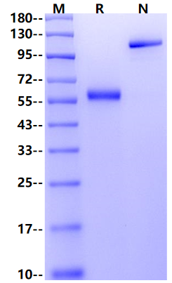 BLAME/SLAMF8 Fc Chimera Protein, Human