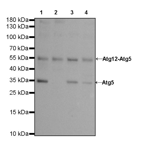 Atg5 Recombinant Rabbit mAb (SDT-456-9)
