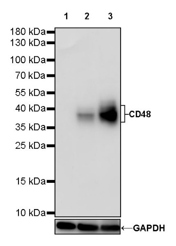 CD48 Recombinant Rabbit mAb (S-R265)
