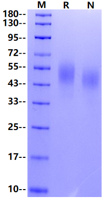 CD44/CDw44/ECMR-III His Tag Protein, Human