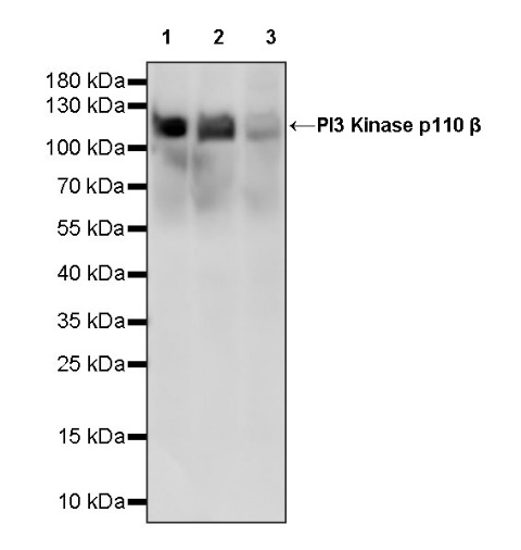 PI3 Kinase p110β Recombinant Rabbit mAb (S-1193-109)