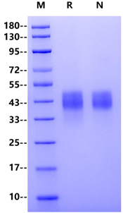 TROP2 His Tag Protein, Cynomolgus