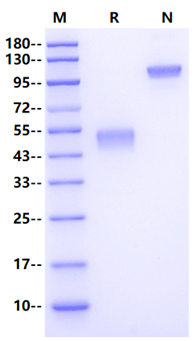 GIPR Fc Chimera Protein, Human