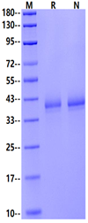 EGFL6 His Tag Protein, Mouse