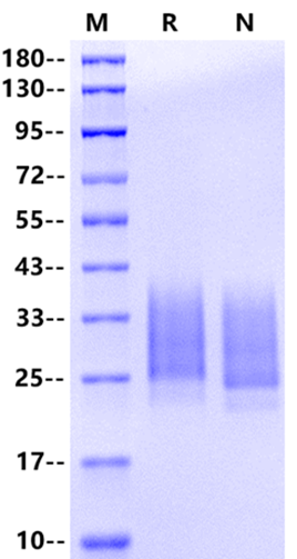 MDL-1/CLEC5A His Tag Protein, Mouse