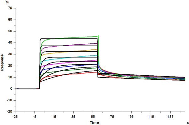 M-CSFR His Tag Protein, Human