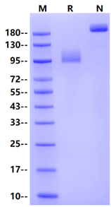 TrkC Fc Chimera Protein, Human