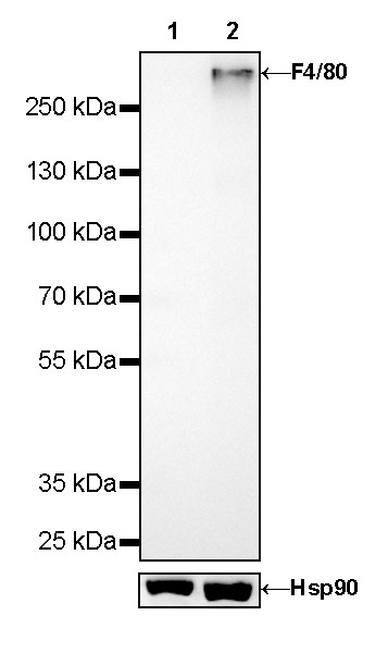 F4/80 Recombinant Rabbit mAb (SDT-313-49)