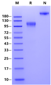 GUCY2C Fc Chimera Protein, Mouse