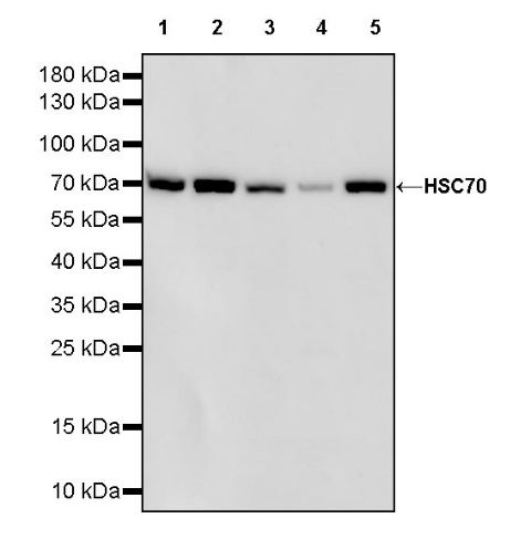 HSC70 Recombinant Rabbit mAb (S-996-65)