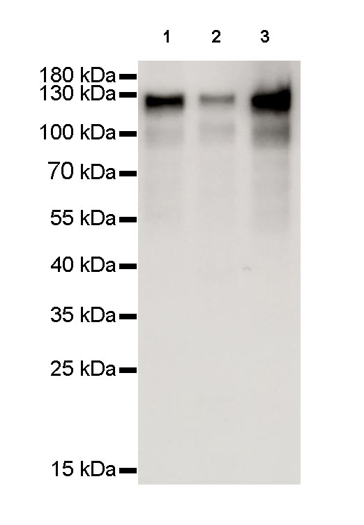 MCM2 Recombinant Rabbit mAb (SDT-018-68-2)