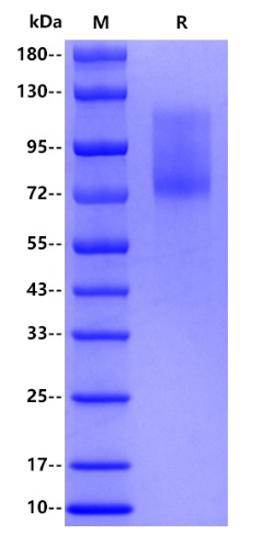 Human CD50, His tag