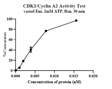 CDK1/Cyclin A2 Protein