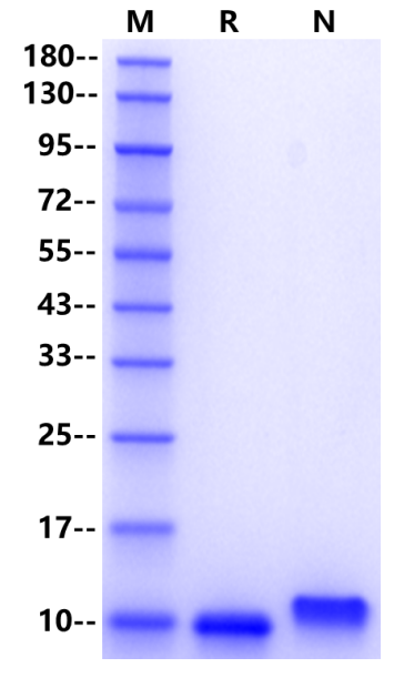CX3CL1 Protein, Mouse