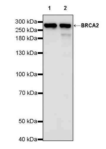 BRCA2 Recombinant Rabbit mAb (S-1485-4)