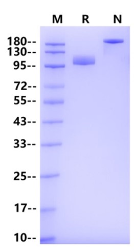 Siglec-4a/MAG Fc Chimera Protein, Human
