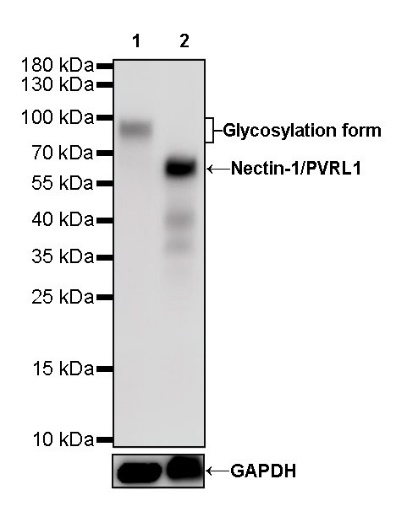Nectin-1/PVRL1 Recombinant Rabbit mAb (S-279-140)