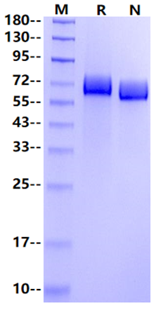 EphA4 His Tag Protein, Human