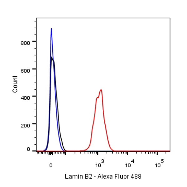 Lamin B2 Recombinant Rabbit mAb (SDT-061-47)