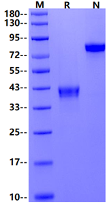 BCMA/TNFRSF17 Fc Chimera Protein, Cynomolgus