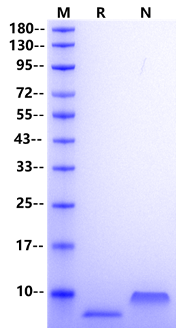 MIP-3α/CCL20 Protein, Human