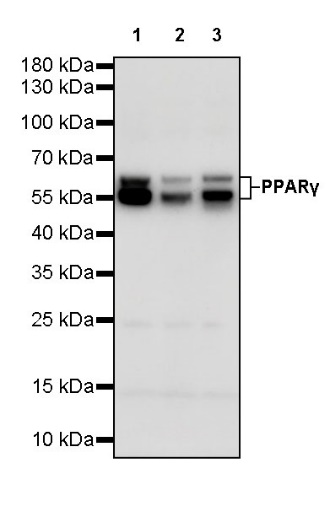 S-RMab®PPAR-γ Recombinant Rabbit mAb (SDT-556-108)