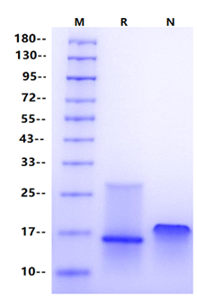 TECK/CCL25 Protein, Human