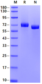 EphB4 His Tag Protein, Human