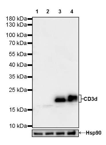 CD3d Recombinant Rabbit mAb (S-R318)