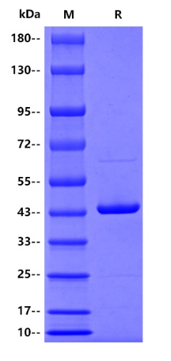 Human JNK1 protein, His tag