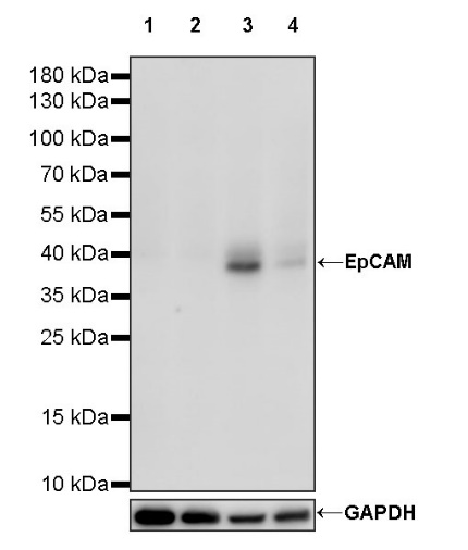 EpCAM Recombinant Mouse mAb (S-R464)