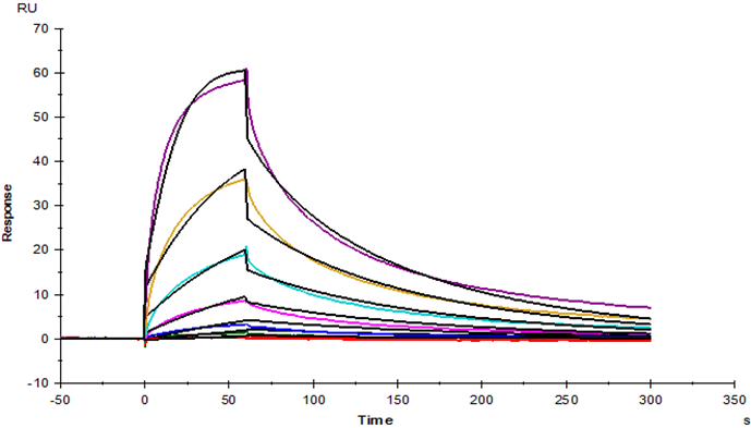 B7-2/CD86 His Tag Protein, Human