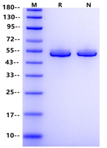 IRF3 His Tag Protein, Human