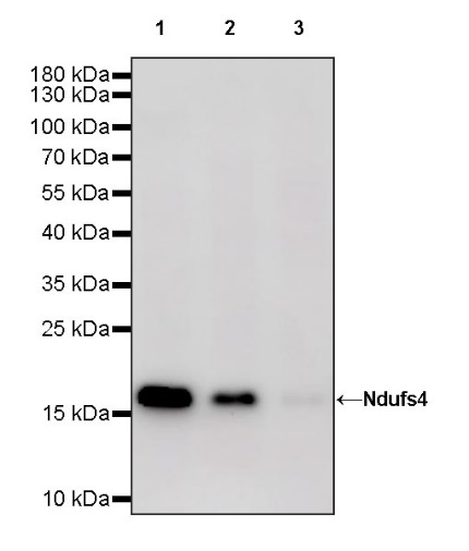 Ndufs4 Recombinant Rabbit mAb (S-1459-14)