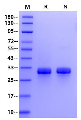 Angiopoietin-1 His Tag Protein, Cynomolgus
