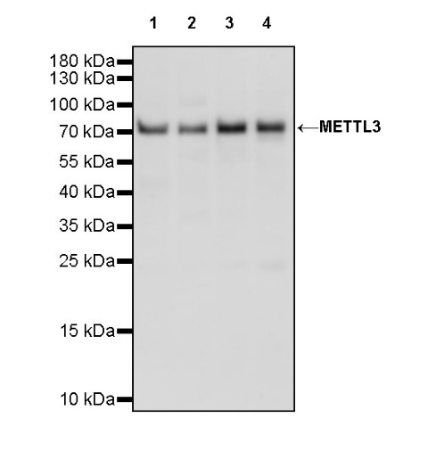 METTL3 Recombinant Rabbit mAb (S-315-219)