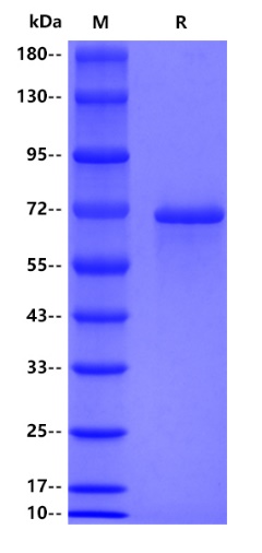 Mouse Albumin, His tag