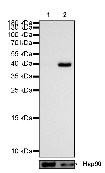 S-RMab® alpha smooth muscle Actin (SMA) Recombinant Rabbit mAb (SDT-301-142)
