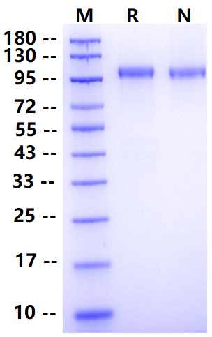Biotinylated CDH17/LI-cadherin His&Avi Tag Protein, Human