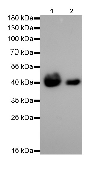 pan (alpha) actin Recombinant Rabbit mAb (SDT-044-17)