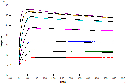 PD-L1 Recombinant Rat mAb, F(ab')₂ Fragment (SDT-R072)