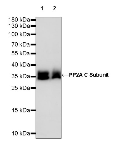 PP2A C Subunit Rabbit polyclonal antibody