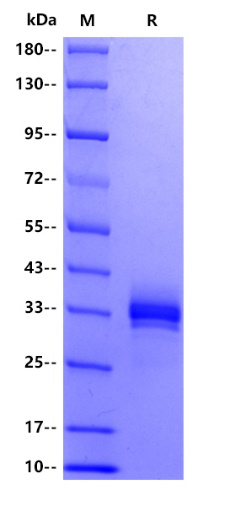 Human CD326 EPCAM, His tag