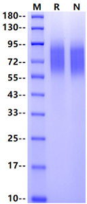 CEACAM-1/CD66a His Tag Protein, Human