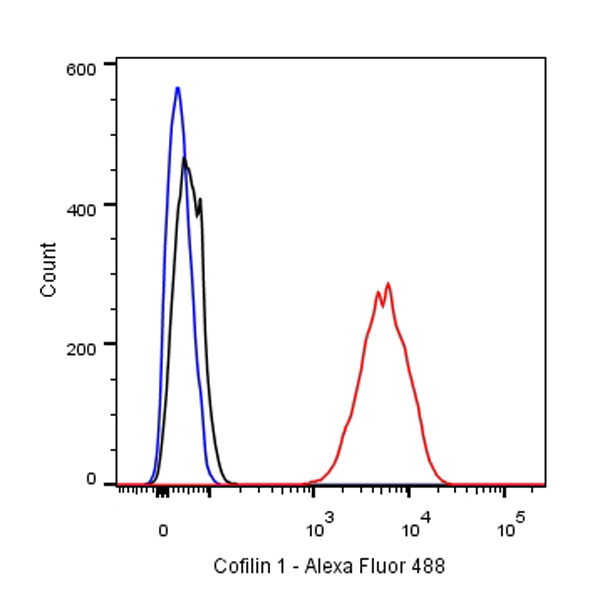 Cofilin 1 Recombinant Rabbit mAb (SDT-R090)