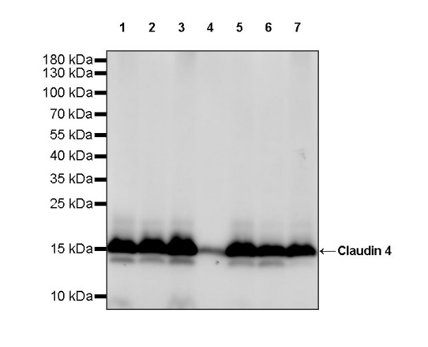 Claudin 4 Recombinant Rabbit mAb (SDT-814-53)