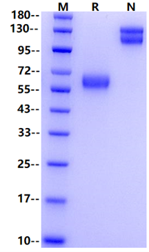TGFBR2 Fc Chimera Protein, Mouse