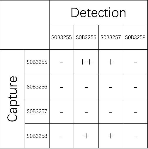 KIM-1 Recombinant Rabbit mAb (SDT-932-102)