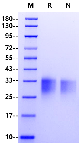 CD79B His Tag Protein, Human
